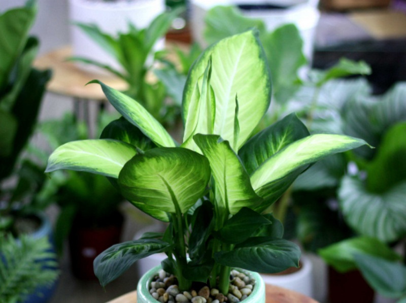 Tác dụng của cây Vạn Thiên Thanh trong phong thủy nhà ở 1 Tác dụng phong thủy cây Vạn Niên Thanh - Vạn Thiên Thanh là cây mang đến nhiều công dụng