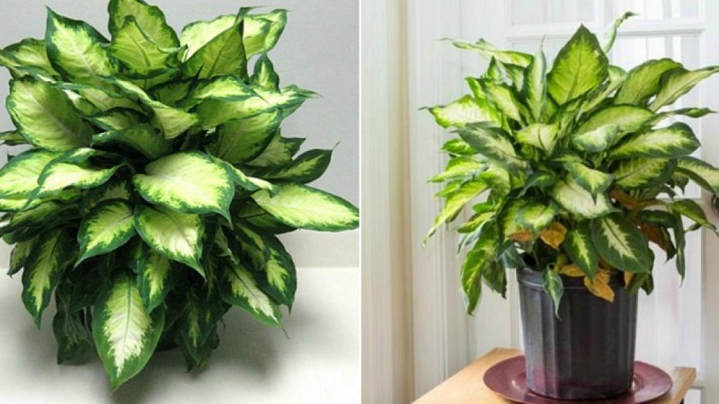 tac-dung-phong-thuy-cay-van-thien-thanh Tác dụng phong thủy cây Vạn Niên Thanh ít ai biết