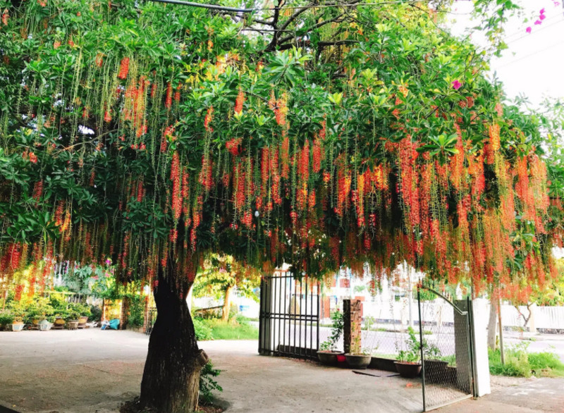 Trồng các loài cây trước nhà giúp tài lộc rầm rộ kéo tới 3 Trồng các loài cây trước nhà - Cây Lộc Vừng mang lại tài lộc, thịnh vượng