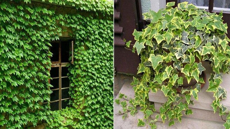 Trồng các loài cây trước nhà giúp tài lộc rầm rộ kéo tới 1 Trồng các loài cây trước nhà - Cây Thường Xuân mang đến may mắn bình an