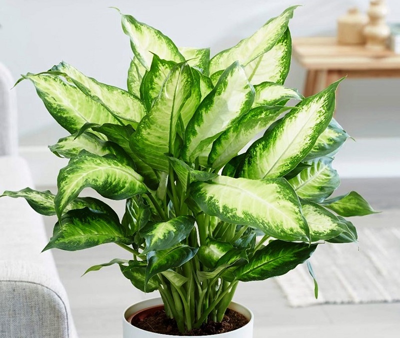 Trồng các loài cây trước nhà giúp tài lộc rầm rộ kéo tới 2 Khi trồng các loài cây trước nhà không nên bỏ qua Vạn Thiên Thanh