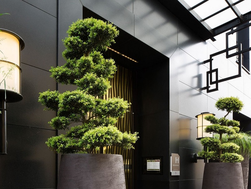 trong-cac-loai-cay-truoc-nha-tai-loc-keo-den Trồng các loài cây trước nhà giúp tài lộc rầm rộ kéo tới