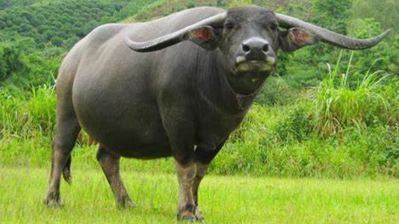 Xem tuổi hợp làm ăn của 12 con giáp để vượng phát cả đôi 1 Xem tuổi hợp làm ăn của 12 con giáp để vượng phát cả đôi năm 2021 tuổi sửu