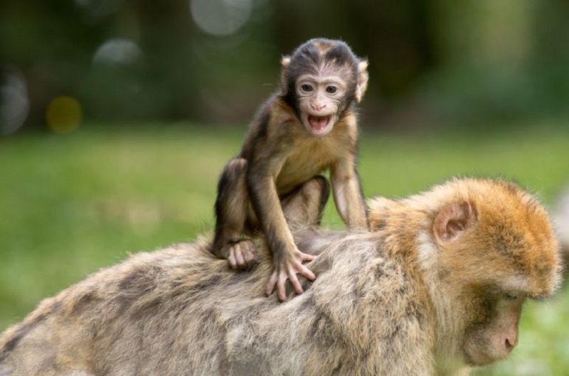 Xem tuổi hợp làm ăn của 12 con giáp để vượng phát cả đôi 3 Xem tuổi hợp làm ăn của 12 con giáp để vượng phát cả đôi năm 2021 tuổi thân