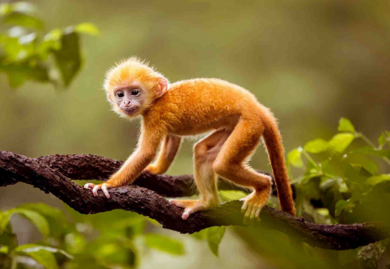 4 con giáp trước năm 2024 sắm bằng được nhà lầu xe hơi bằng mọi cách 1 4 con giáp trước năm 2024 sắm bằng được nhà lầu xe hơi có tuổi Thân