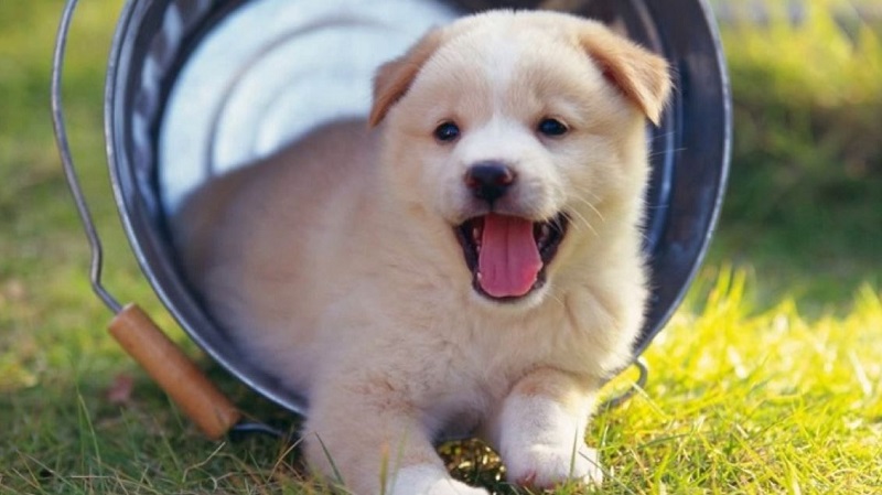 3 Con giáp may mắn nhất nửa cuối tháng 7: Vận đỏ thêm đỏ, bĩ cực đến hồi thái lai 2 3 Con giáp may mắn nhất nửa cuối tháng 7: Vận đỏ thêm đỏ, bĩ cực đến hồi thái lai - tuổi tuất