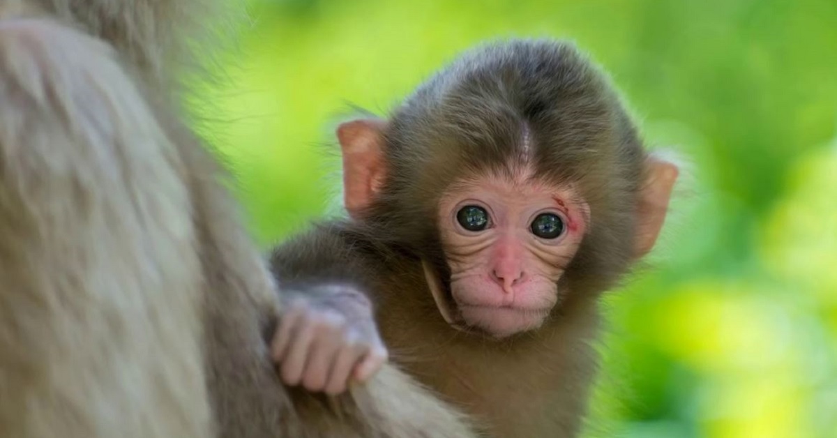 4 Con giáp may mắn nhất nửa đầu tháng 7 này sẽ được Cát tinh che chở 4 Con giáp may mắn nhất nửa đầu tháng 7 này sẽ được Cát tinh che chở