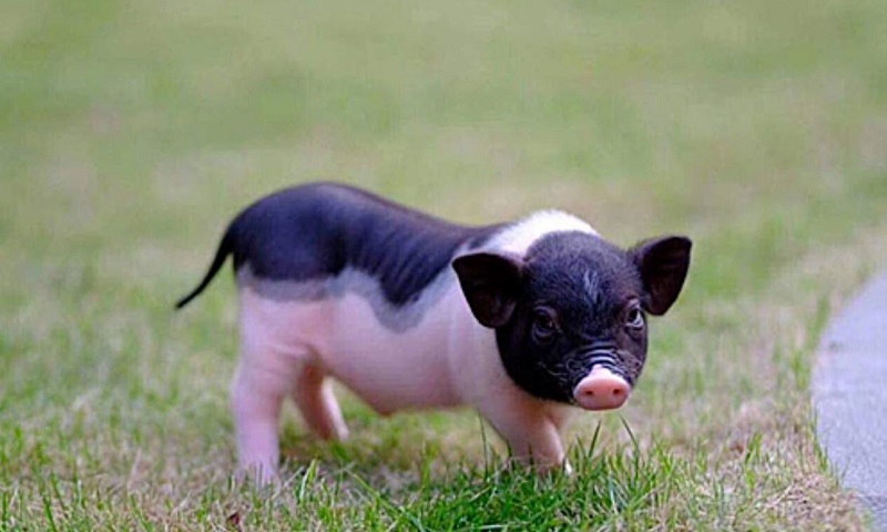 4 Con giáp may mắn nhất nửa đầu tháng 7 này sẽ được Cát tinh che chở 1 Con giáp may mắn nhất nửa đầu tháng 7 - tuổi hợi