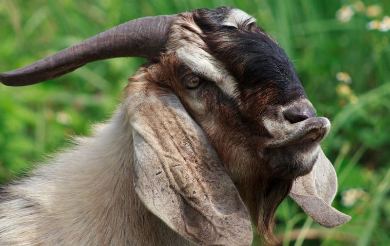 4 Con giáp may mắn nhất nửa đầu tháng 7 này sẽ được Cát tinh che chở 2 Con giáp may mắn nhất nửa đầu tháng 7 - tuổi mùi