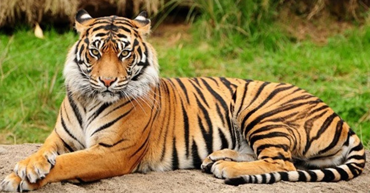 3 Con giáp may mắn nhất tuần đầu tiên tháng 7: tài lộc lên hương, viên mãn 3 Con giáp may mắn nhất tuần đầu tiên tháng 7: tài lộc lên hương, viên mãn