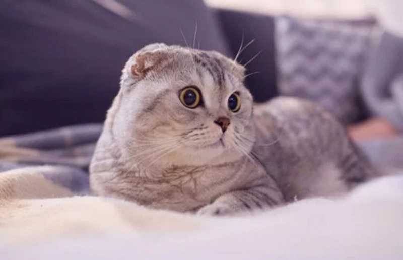 3 Con giáp may mắn nhất tuần đầu tiên tháng 7: tài lộc lên hương, viên mãn 2 Con giáp may mắn nhất tuần đầu tiên tháng 7 - tuổi mão