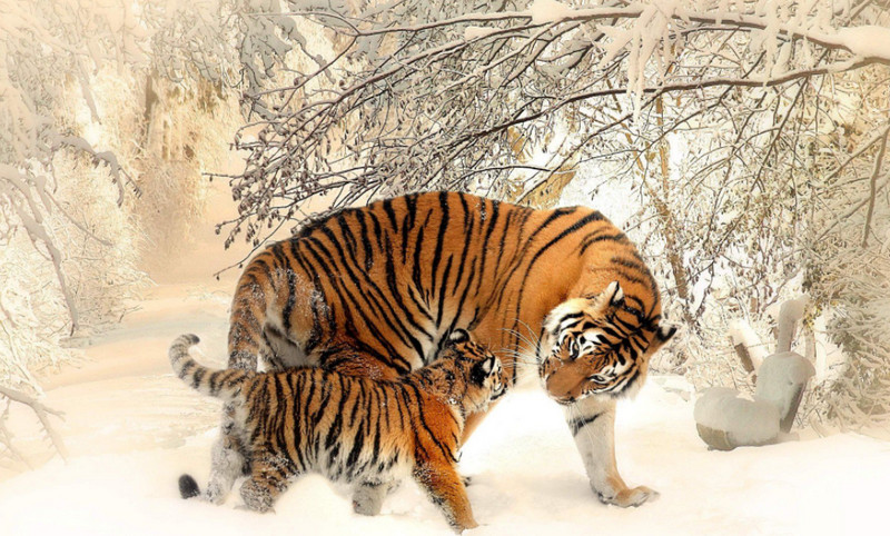 Tháng 6 và 7 tới 4 con giáp gặp thời đổi vận - Tuổi Dần có nhiều tham vọng