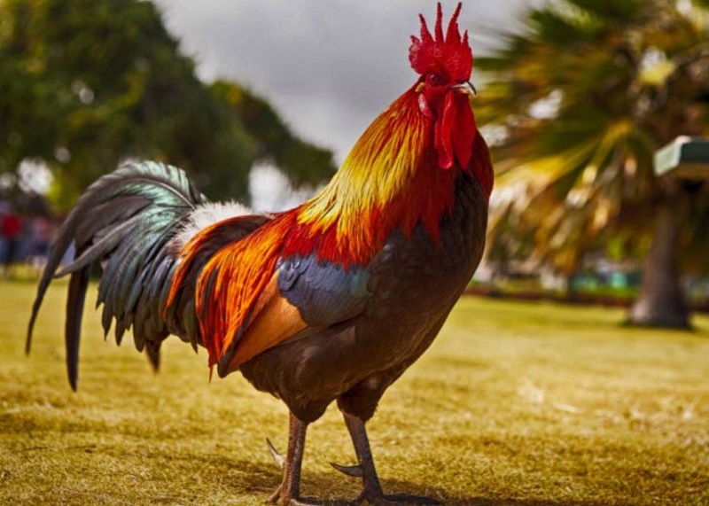 Top con giáp may mắn nửa cuối tháng 6 Top con giáp may mắn nửa cuối tháng 6