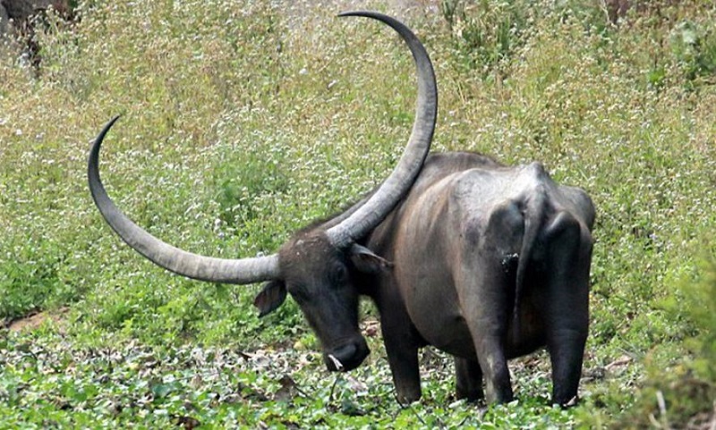 Top con giáp may mắn nửa cuối tháng 6 1 Top con giáp may mắn nửa cuối tháng 6 - tuổi sửu