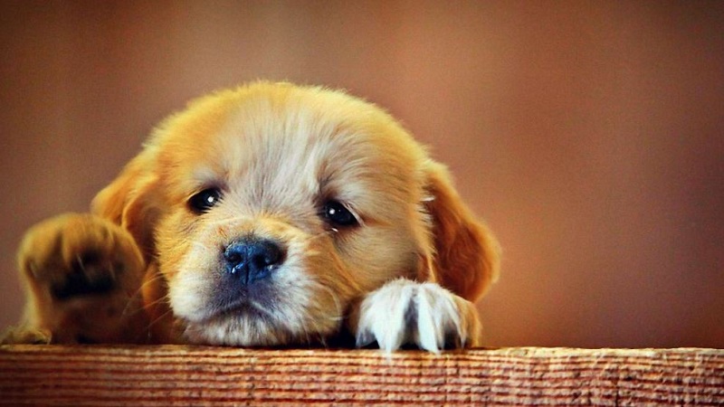 Top con giáp may mắn nửa cuối tháng 6 2 tuổi tuất - Top con giáp may mắn nửa cuối tháng 6