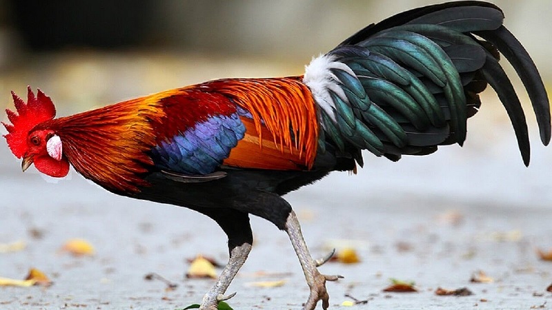 Xem tử vi ngày 6/8/2021: Tuổi Mùi tình cảm đẹp tựa như mơ 4 Xem tử vi ngày 28/6/2021 tuổi Dậu