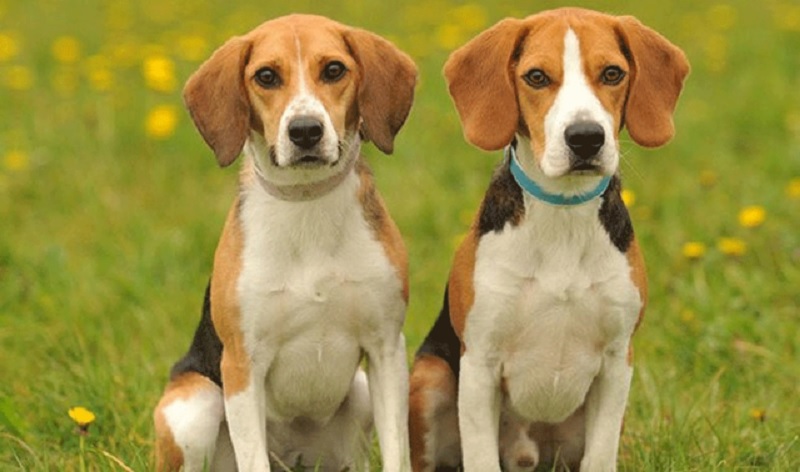 Xem tử vi ngày 19/6/2021 của 12 con giáp chi tiết nhất 6 Xem tử vi ngày 19/6/2021 của 12 con giáp chi tiết nhất