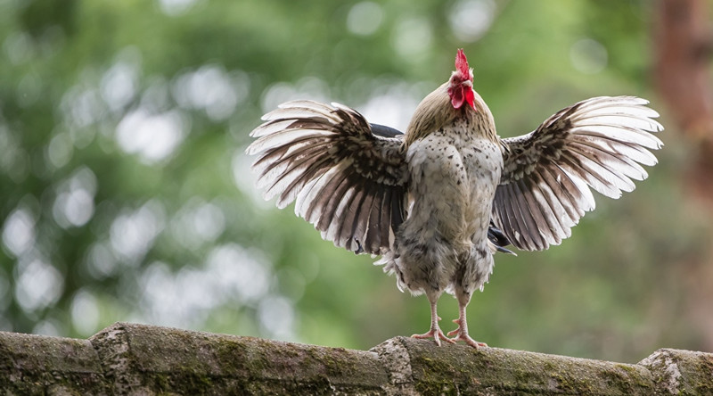 Xếp hạng tháng vận may tháng 6/2021 của 12 con giáp: Tý - Sửu thuộc nhóm cực vượng 3 Xếp hạng tháng vận may tháng 6/2021 của 12 con giáp - Tuổi Dậu có thể bị tiểu nhân phá rối