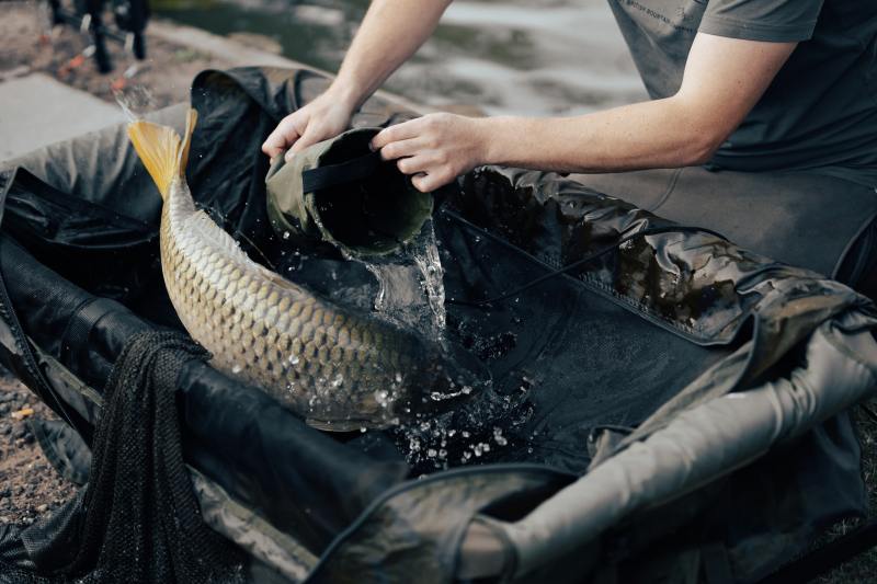 Mơ thấy cá chép đánh con gì? Cá chép số mấy? 3 Chiêm bao thấy cùng người thân đi mua cá chép