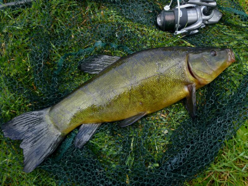 Mơ thấy cá mè đánh con gì bao ăn? Con 27