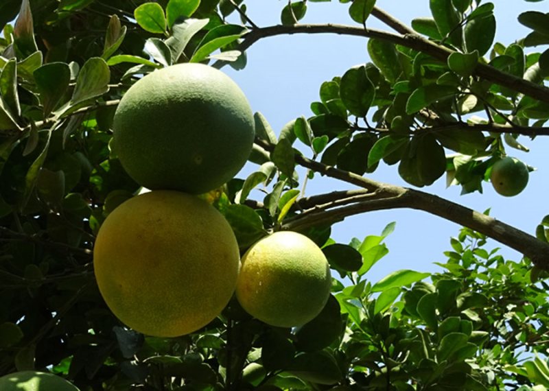 Mơ thấy quả bưởi đánh con gì? Trái bưởi số mấy? 1 Mơ thấy quả bưởi đánh con gì bao ăn?