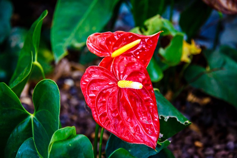 Mệnh hỏa hợp cây gì? Cây phong thủy cho người mệnh hỏa 1 nguoi-menh-hoa-hop-cay-gi-de-hut-tai-loc