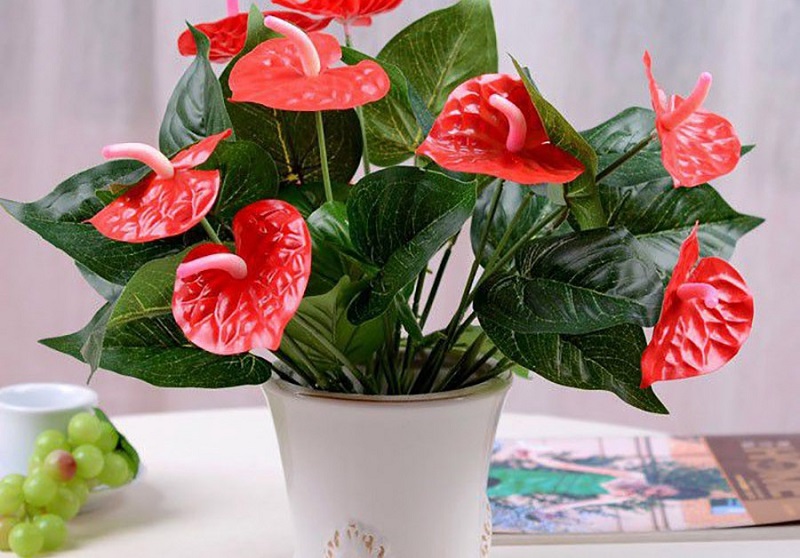 Mệnh hỏa hợp cây gì? Cây phong thủy cho người mệnh hỏa 2 Người mệnh Hỏa hợp cây gì nhất?