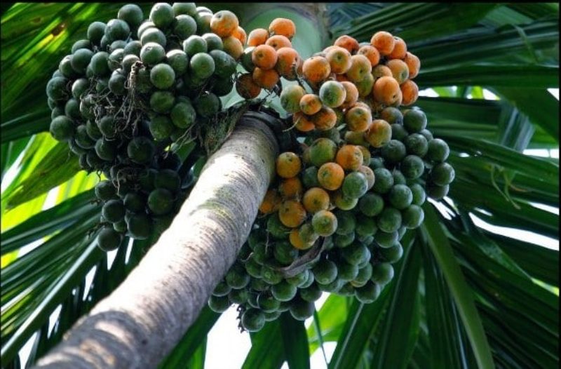 Một số giấc mơ thấy cây cau phổ biến nhất