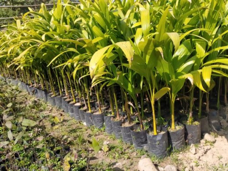 Mơ thấy ăn trầu cau