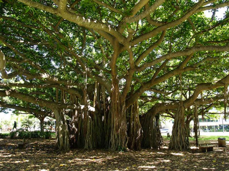 Gợi ý thêm những con số tài lộc khi mơ thấy cây đa cổ thụ