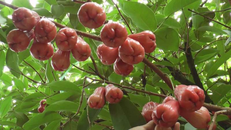 Mơ thấy cây mận đánh con gì bao ăn?