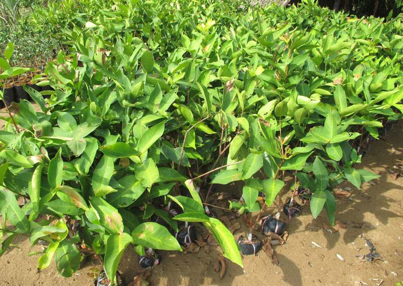 Mơ thấy cây mận bị sâu hại