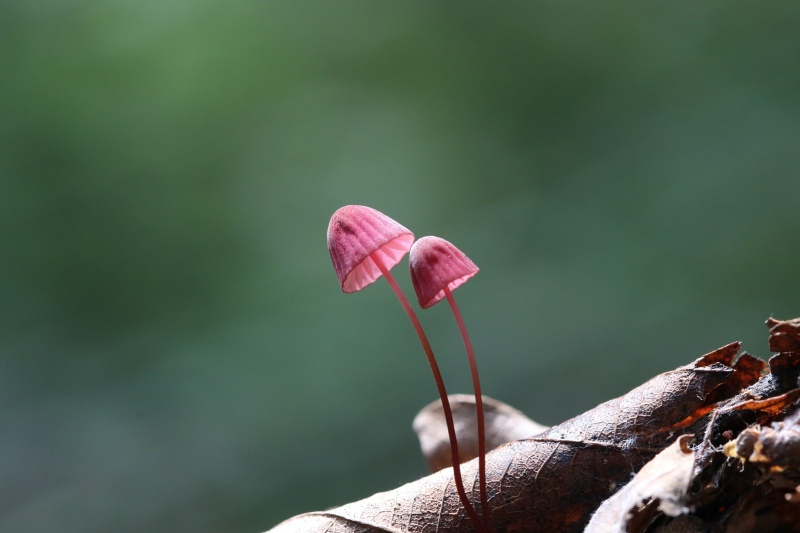 Mơ thấy nấm mối đánh con gì? Mơ thấy đi hái nấm điềm gì? 3 Mơ thấy ăn nấm