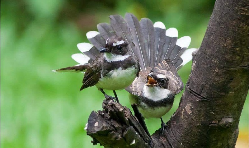 chim-re-quat-bay-vao-nha-danh-con-gi