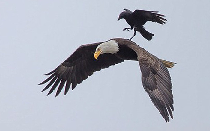 đại bàng bay lượn trên bầu trời