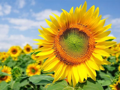 giấc mơ thấy được người khác tặng hoa hướng dương