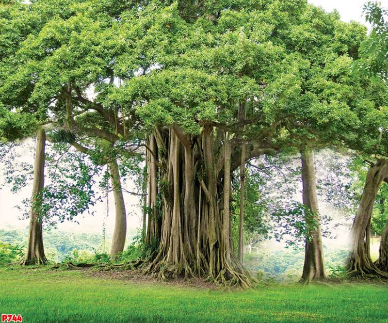 Mơ thấy cây bồ đề bồ đề con gì? Mơ thấy lá cây bồ đề 1 Mơ thấy cây bồ đề cổ thụ bồ đề con gì bao ăn?