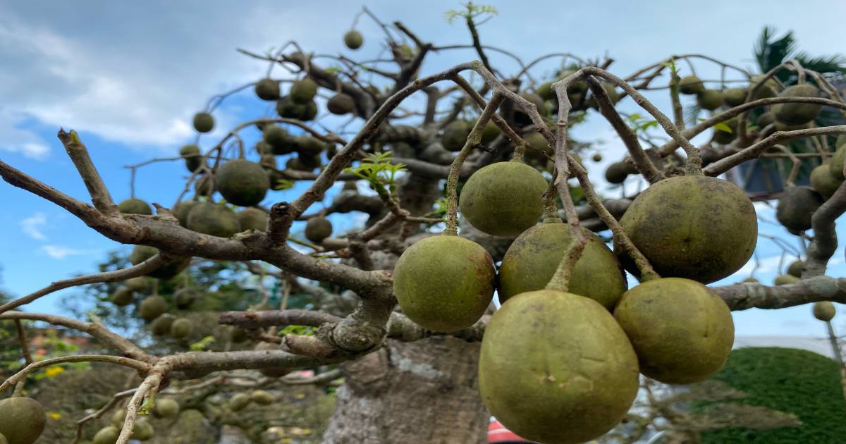 mo-thay-cay-coc-05 Mơ thấy cây cóc đánh con gì? Mơ thấy trái cóc điềm gì?