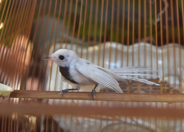 nam mo chim re quat bay vao nha