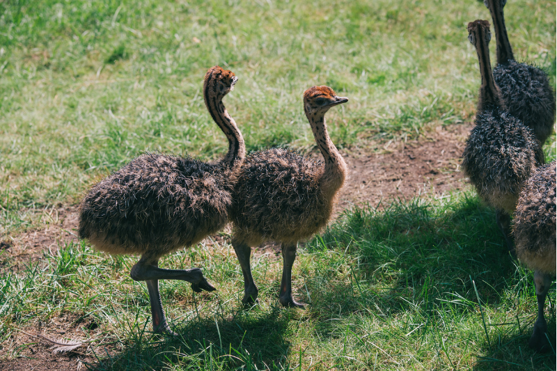 Giấc mơ thấy đà điểu kì lạ