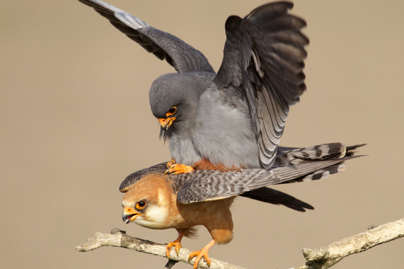 Mơ thấy chim ưng đang đấu nhau