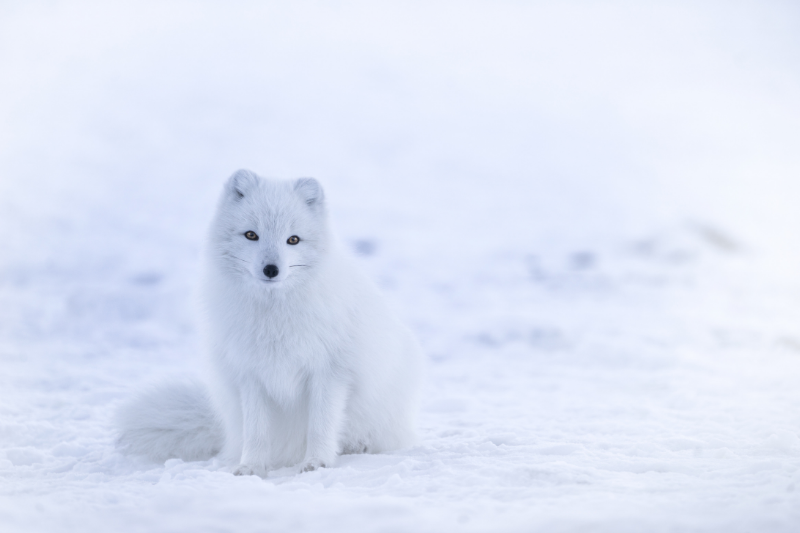 Mơ thấy con cáo có nhiều màu lông khác nhau