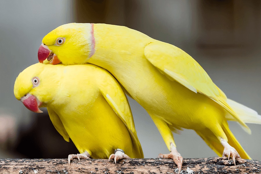 mo-thay-con-vet-danh-con-gi