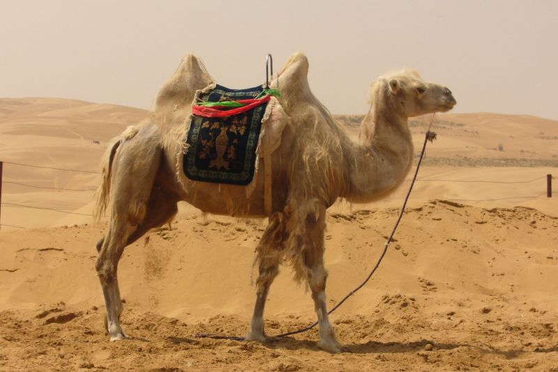 Mơ thấy lạc đà