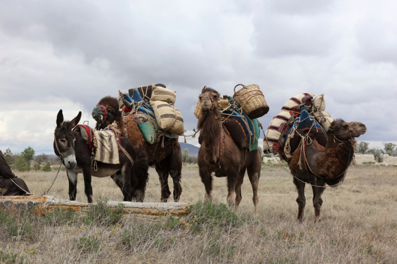 Một số giấc mơ đặc biệt về lạc đà