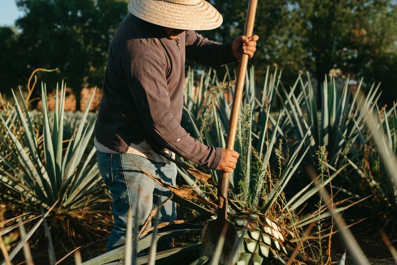 mo-thay-cai-cuoc-danh-de-con-gi