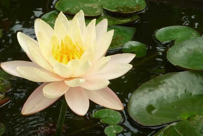 mo-thay-hoa-sung-danh-so-may