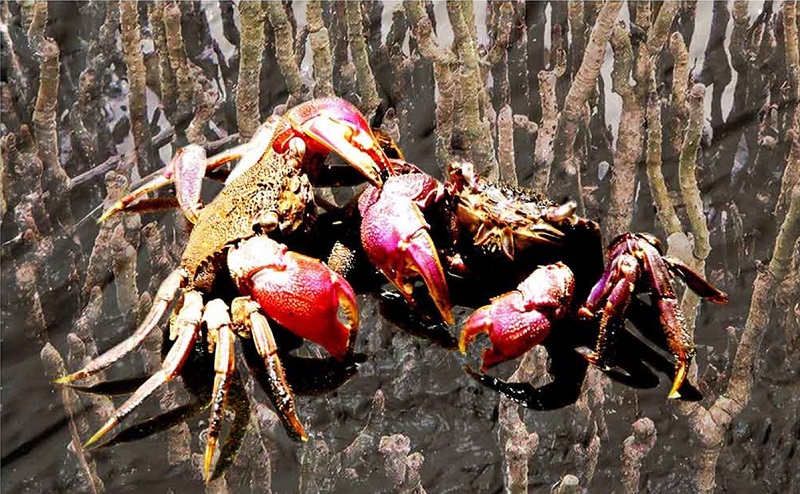 mo-thay-con-ba-khia-bo-tren-ruong