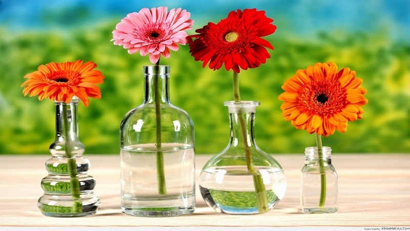 mo-thay-duoc-tang-lo-hoa