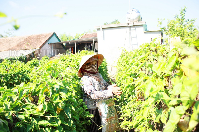 Mơ thấy hoa thiên lý đánh số gì? Mơ thấy hái hoa thiên lý 3 giac-mo-thay-hai-hoa-thien-ly